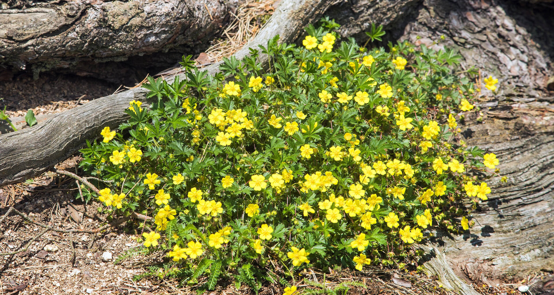 Tormentil wildflower could help fight deadly antibiotic resistance
