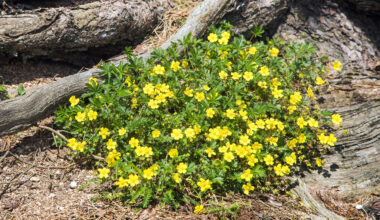 Tormentil wildflower could help fight deadly antibiotic resistance