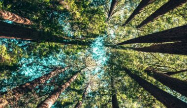 Measuring Eudaimonia With Meaning and Character