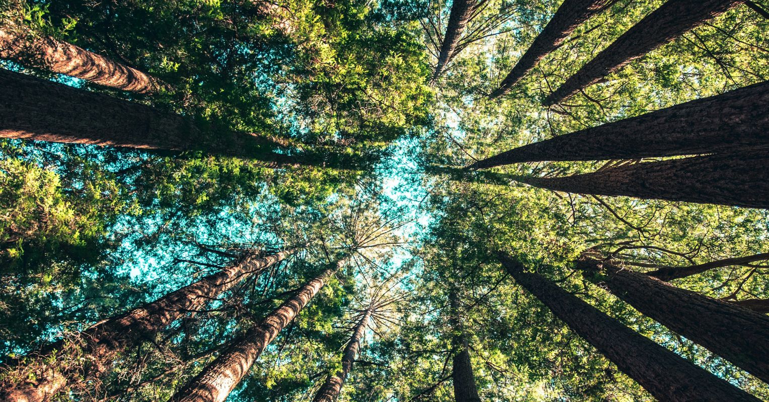 Measuring Eudaimonia With Meaning and Character