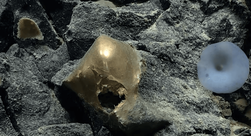 \u200bThe 'golden egg'