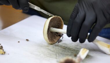 FDA: Three psychedelic drugs to get review following Trump directive