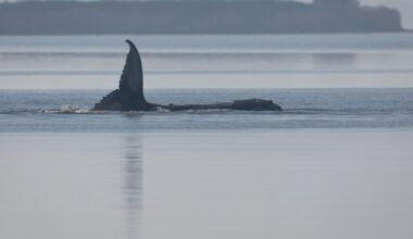 What to know about Timmy the humpback whale stranded in the Baltic Sea