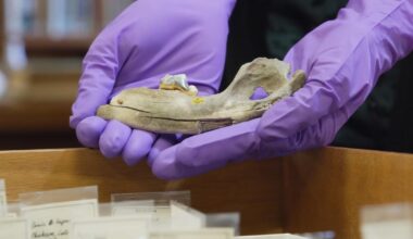 New studies of old dogs help scientists understand where they came from