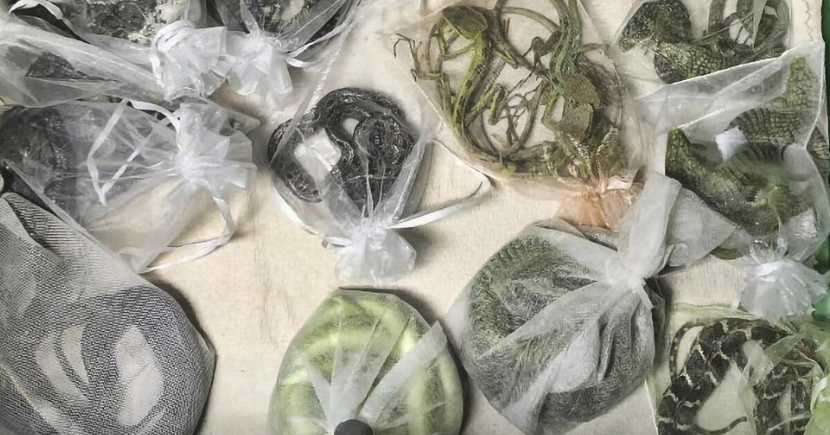 International wildlife trade is causing disease to spread from species to species