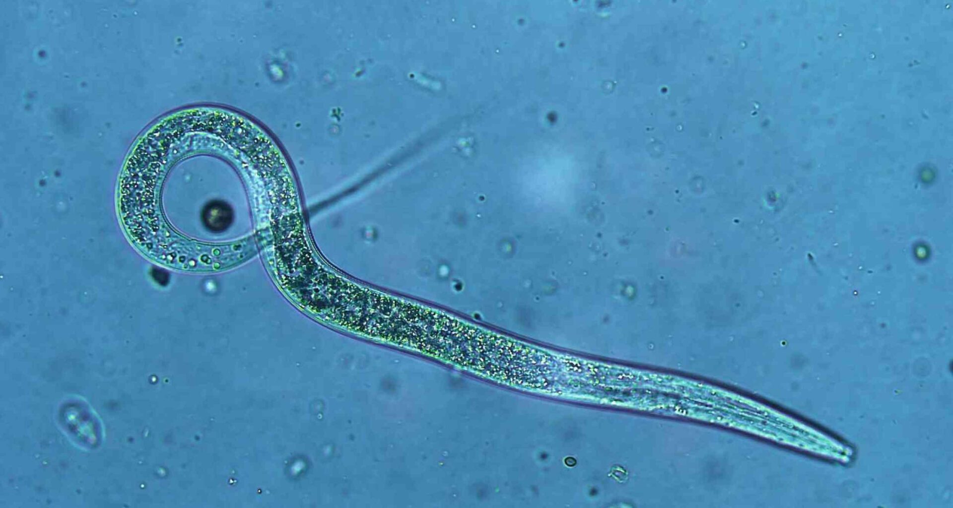 Vitamin B12 study shows diet can shape inheritance