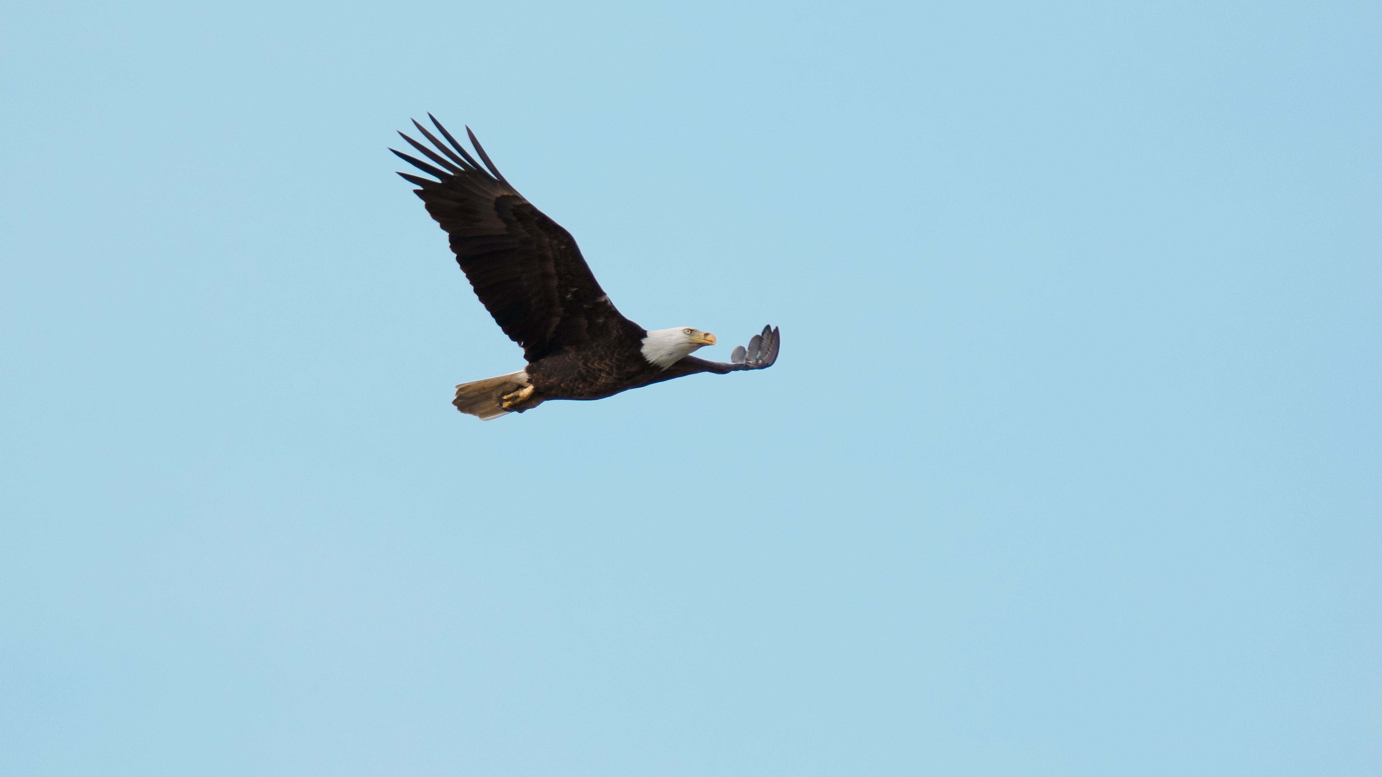 A bald eagle flying