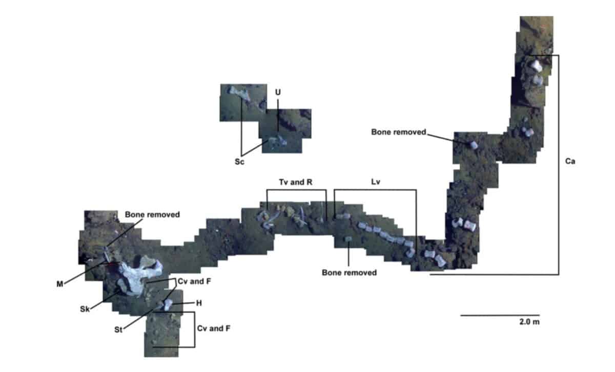 Whale Fall Photo Mosaic Showing Sampled Bones And Labelled Skeletal Anatomy (mandible, Skull, Vertebrae, And Limb Elements) ©deep Sea Research Ii