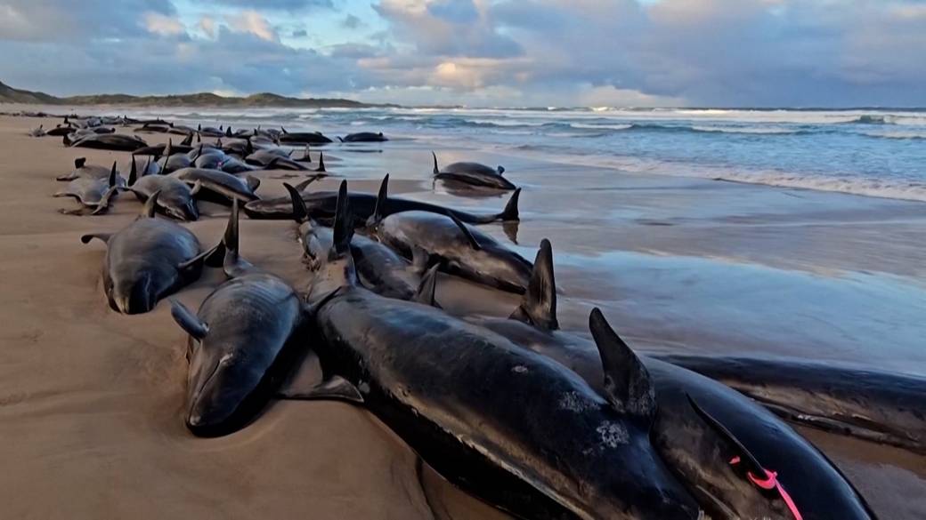 Click to play video: '90 surviving false killer whales on Tasmania beach to be euthanized after mass stranding'