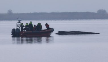 Rescuers give up hope for the humpback whale stranded in the Baltic Sea