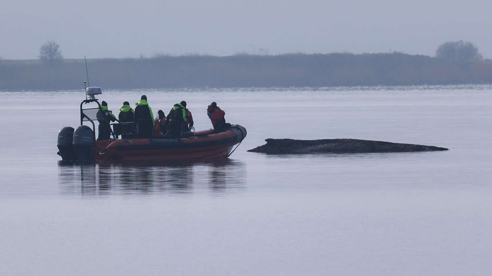 Rescuers give up hope for the humpback whale stranded in the Baltic Sea