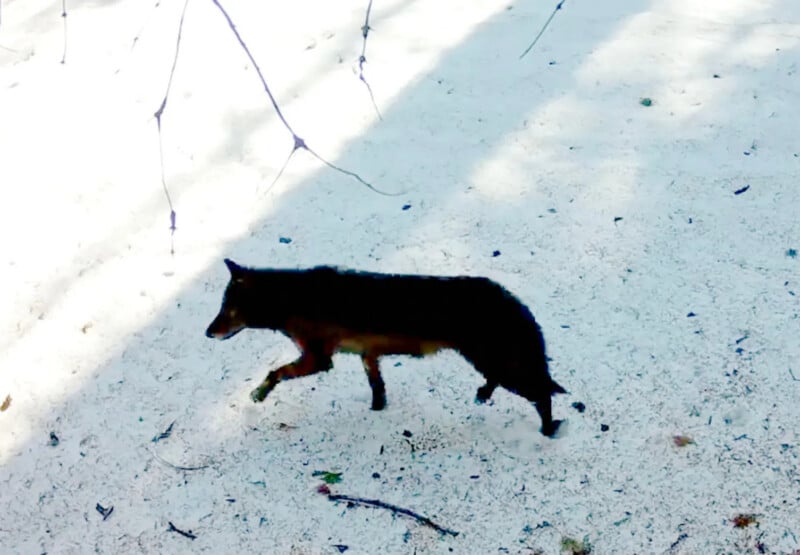 A dark-colored canid with a bushy tail walks across a sandy, sunlit ground with scattered sticks and branch shadows.