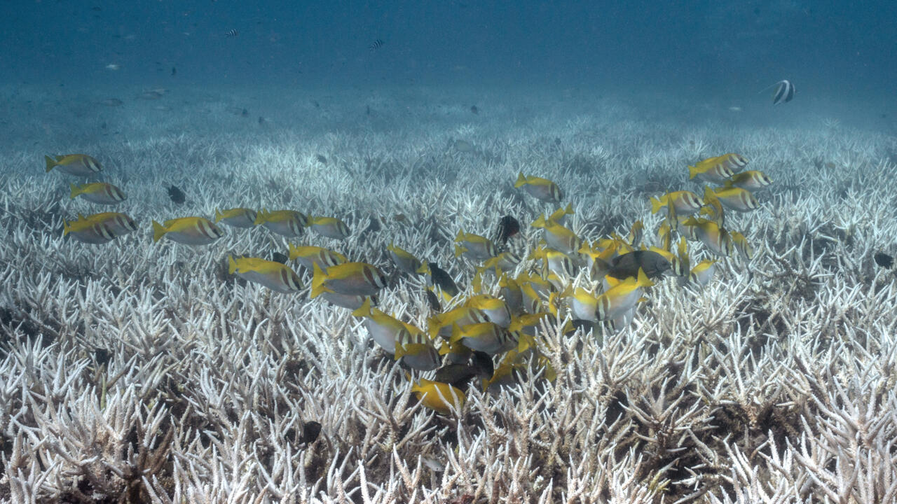 Pacific Ocean warming fuels fears of powerful 'super El Nino'