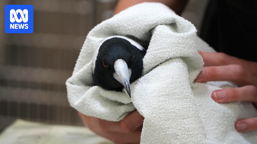 Scientists investigate mystery illness paralysing and killing hundreds of magpies
