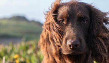 William and Kate reveal name of second dog as they mark his first birthday - London Evening Standard