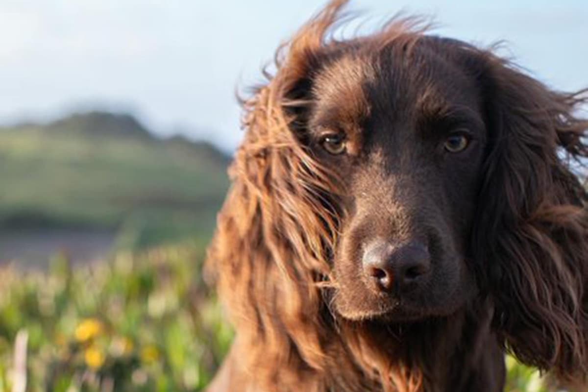 William and Kate reveal name of second dog as they mark his first birthday - London Evening Standard