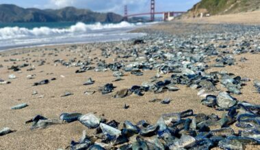 ‘By the Wind Sailors’ Invade California Beaches by the Thousands