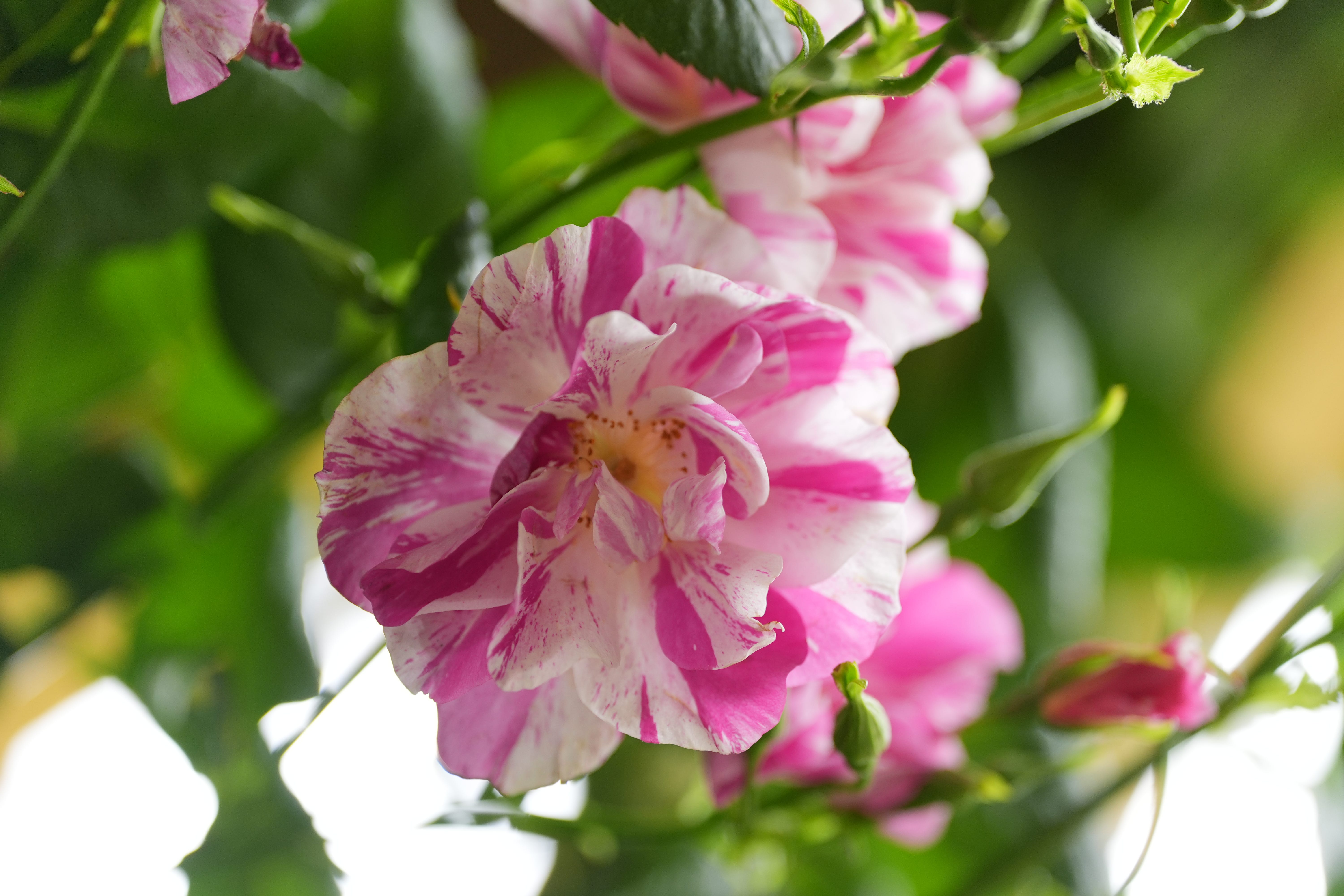 King Charles III And Queen Camilla Visit RHS Chelsea Flower Show 2026