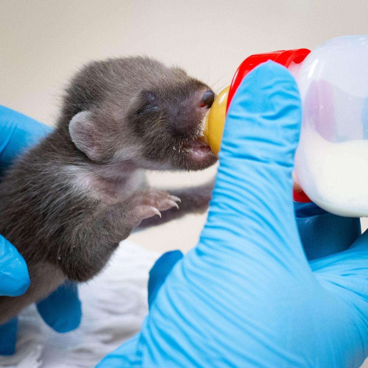 A picture of the little kit drinking a bottle of fluid which looks like milk