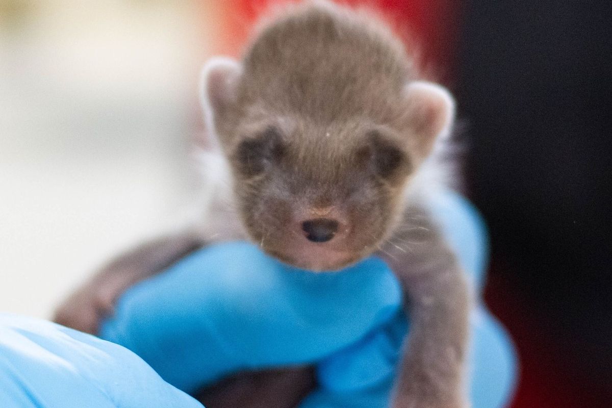 The image shows the little kit, furry and grey in colour, being held 