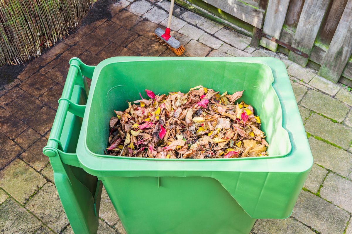 Fallen Autumn Leaves in Garbage Can in Back Yard.