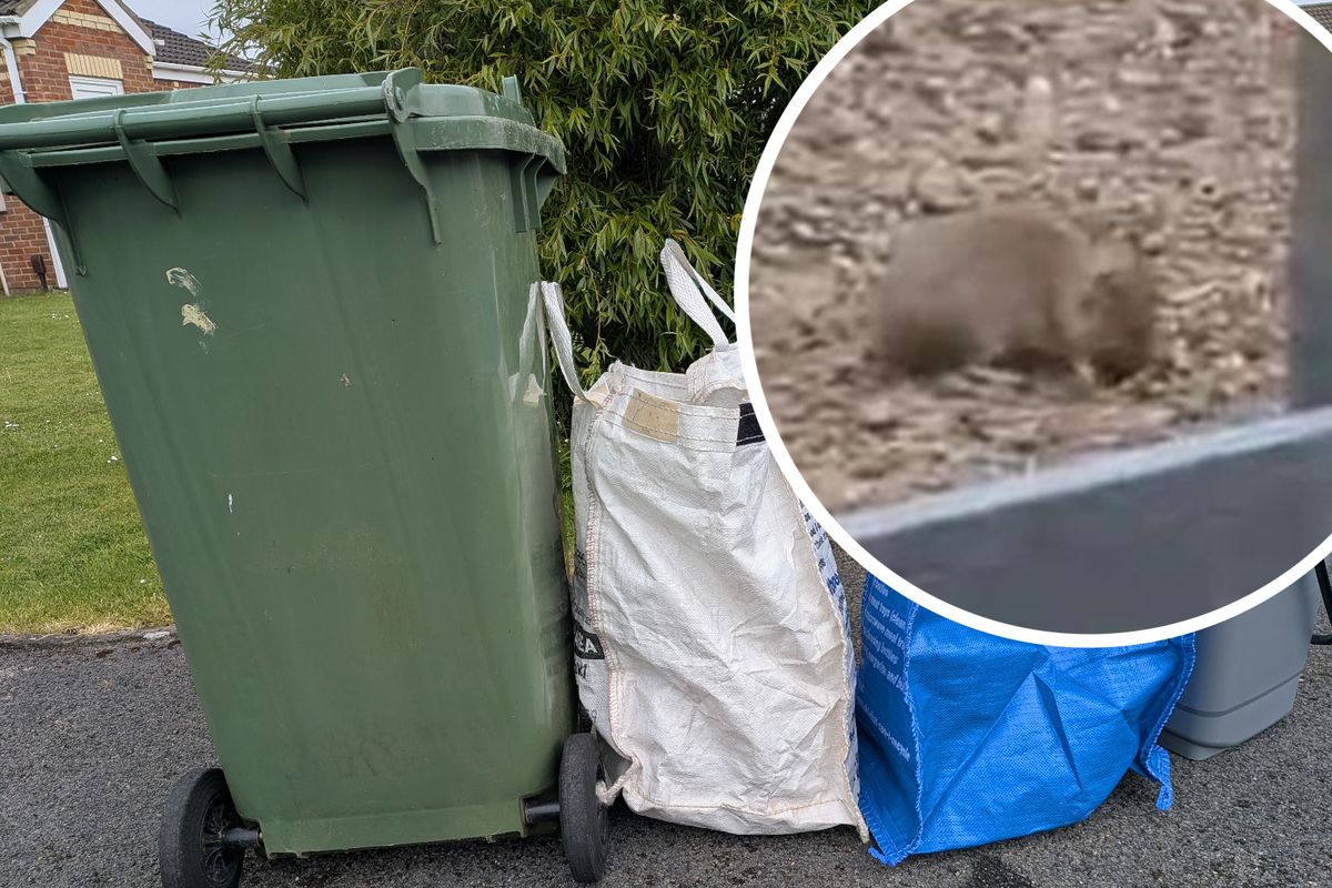 Bins, bags and a food caddy out for collection by Stockton Council and (inset) a rat spotted at nearby allotments in Yarm.