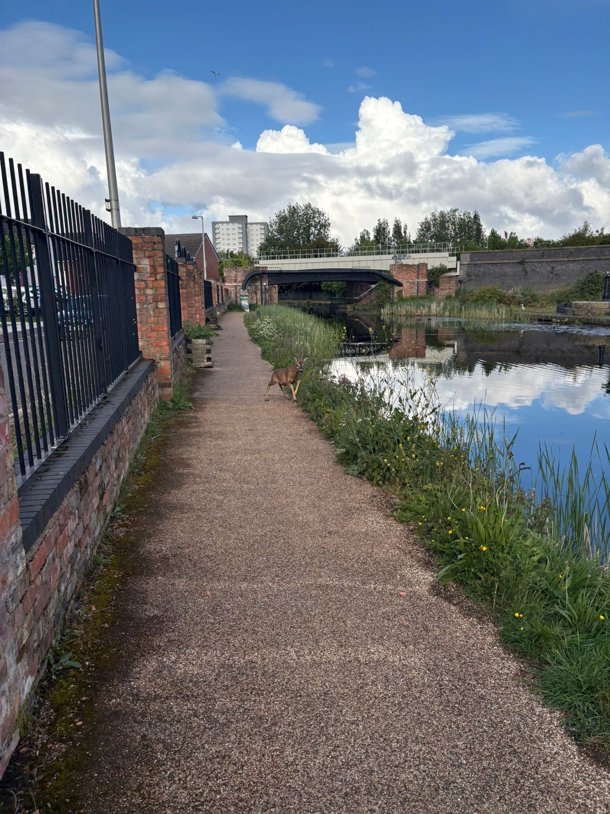 The deer was on the Leeds Liverpool Canal