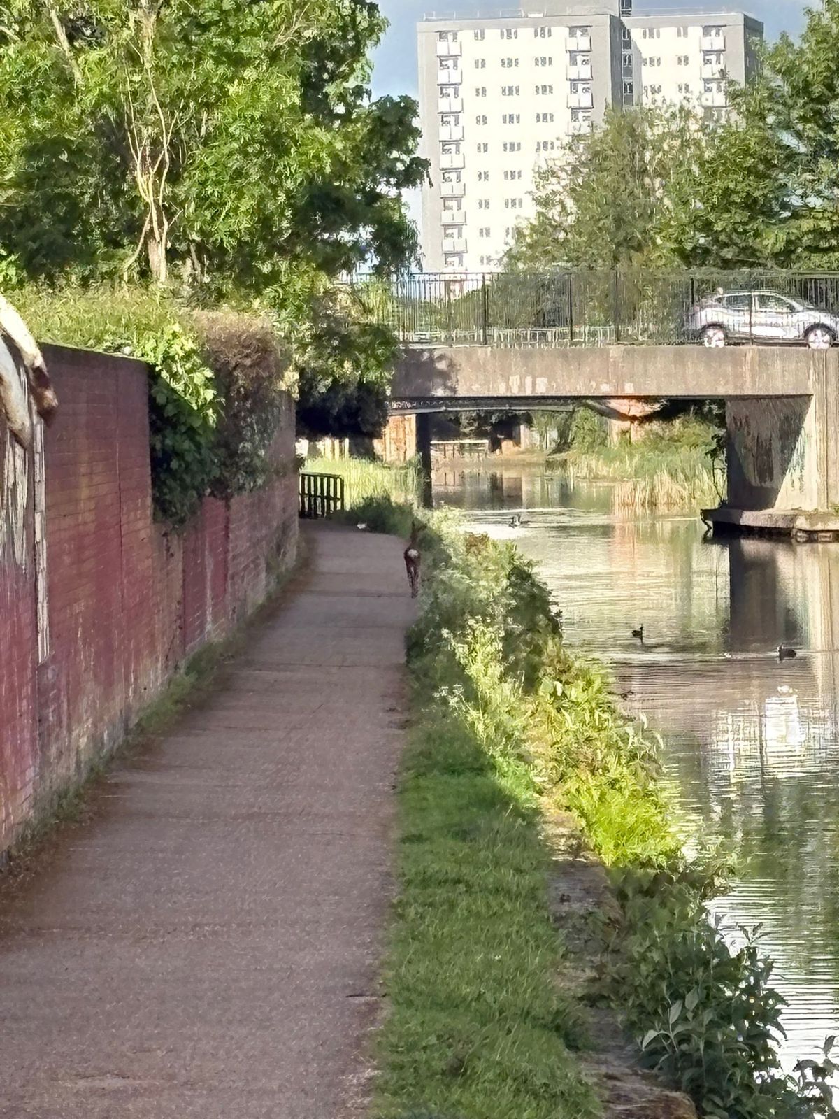 The deer 'legged it towards Litherland'