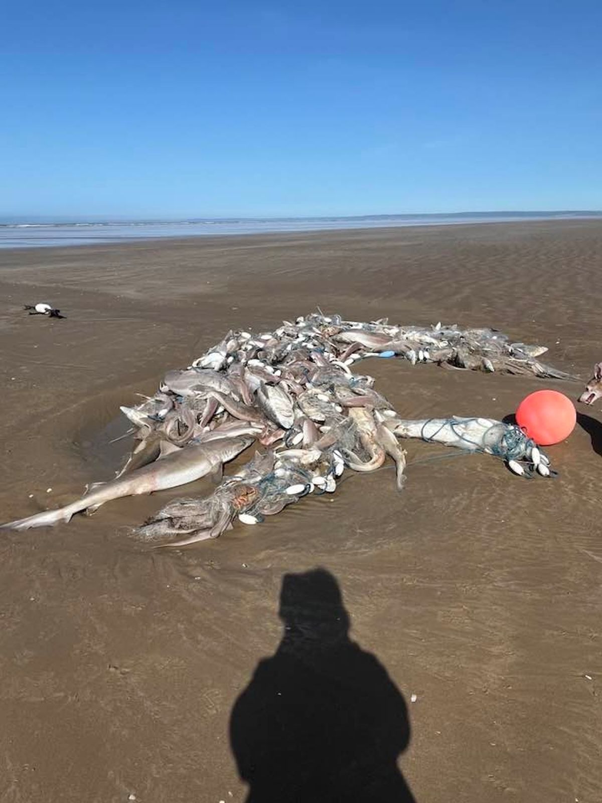 Sharks and fish trapped in net on beach
