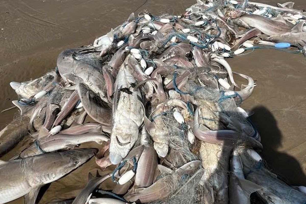 Mountain of fish and sharks trapped in a net wash up on Pembrey beach,