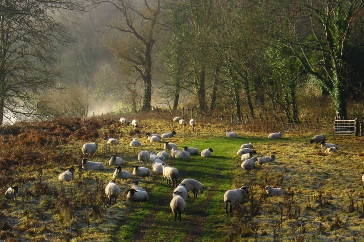 Free roaming sheep in the Forest of Dean