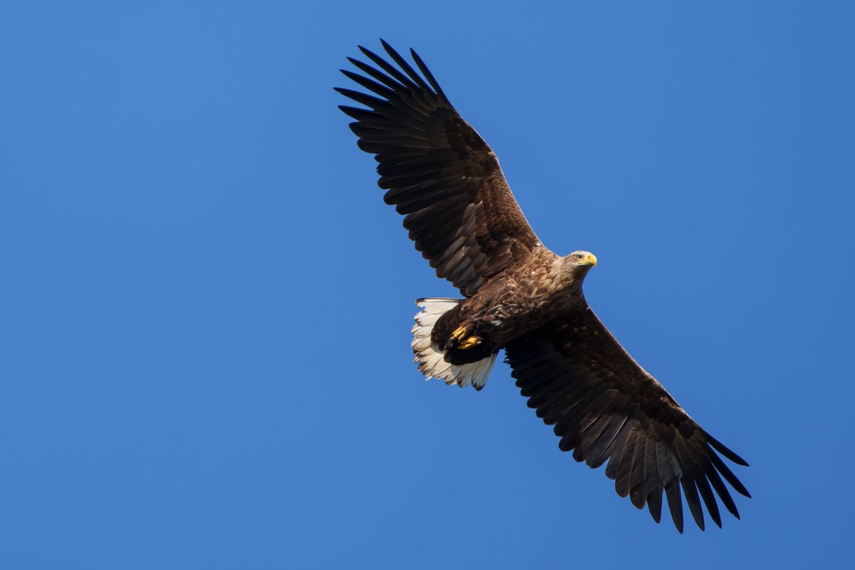 White-tailed eagles are opportunistic and will often steal food from other predatory birds