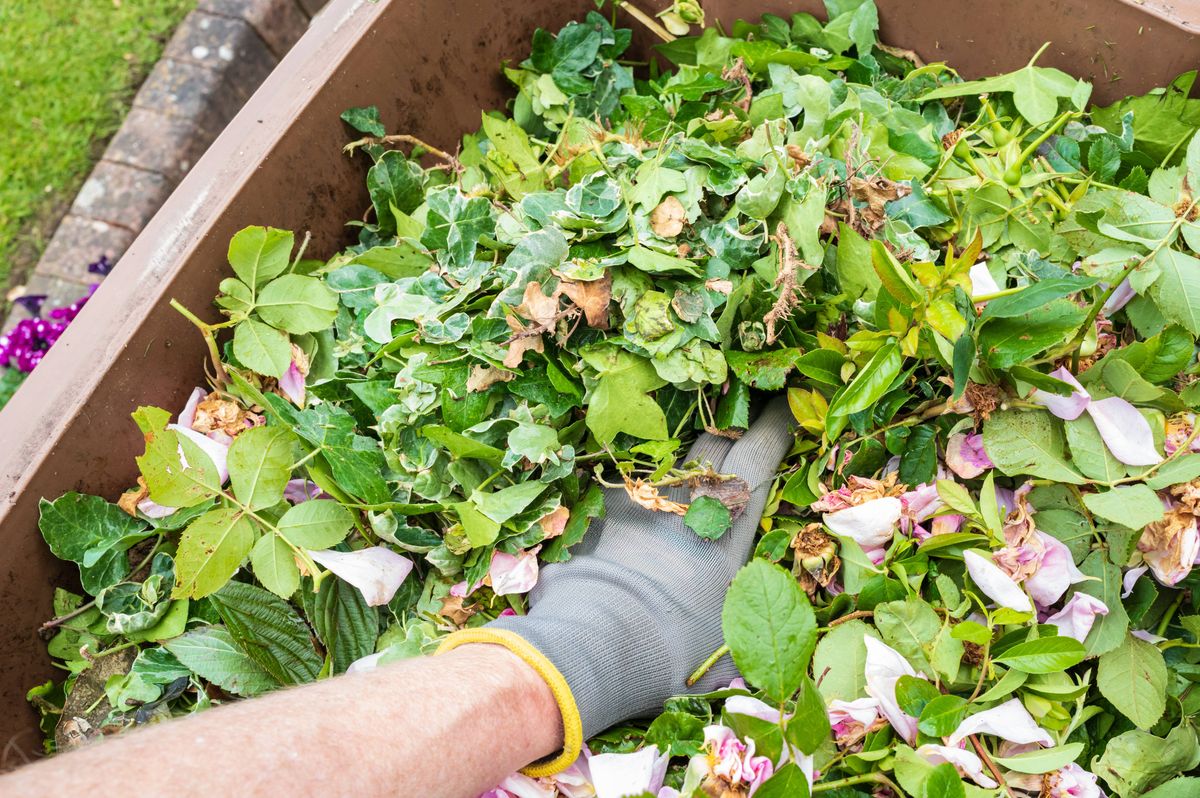 Gardener seen compressing a nearly filled green waste wheelie bin to allow further leaves to be put in. Ready for the local council to collect.