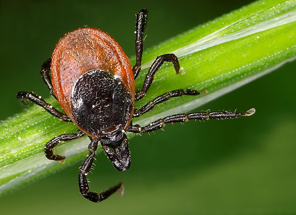 Tick