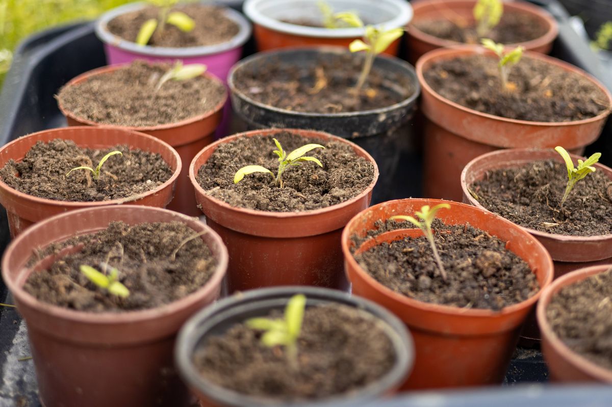 Growing tomato seedlings in different plastic reusable pots