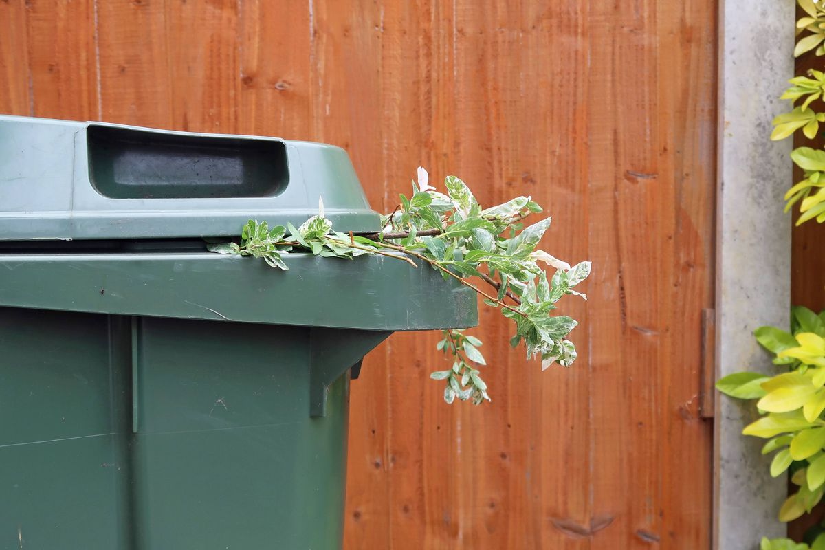 Green recycling wheely bin with garden plant cuttings. Orange painted wooden shiplap fence in background. Overcast spring summer day outdoors. Close up