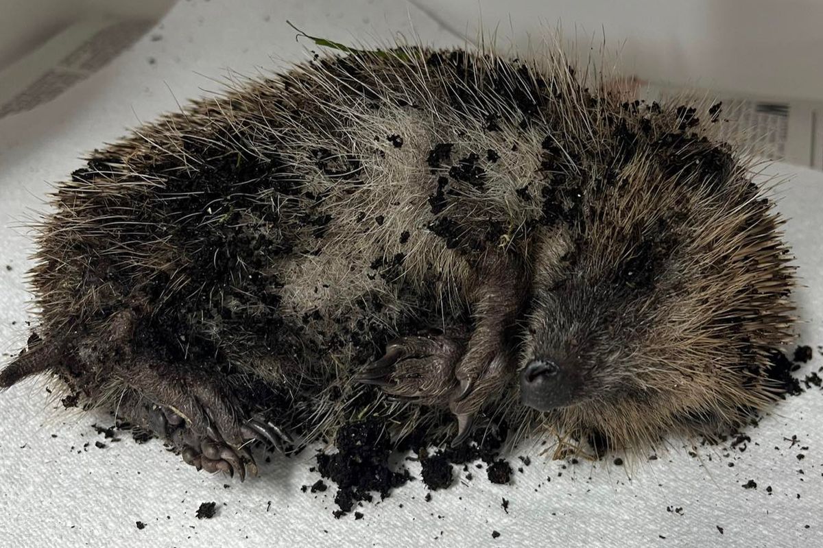 The hedgehog, later named Hedgy, was found at Greenhill Community Hub in Skelmersdale