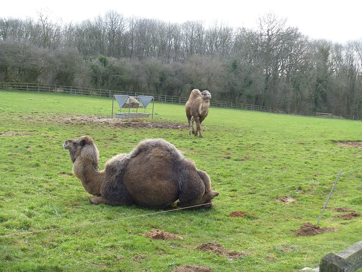 camels at Heythrop  Zoo