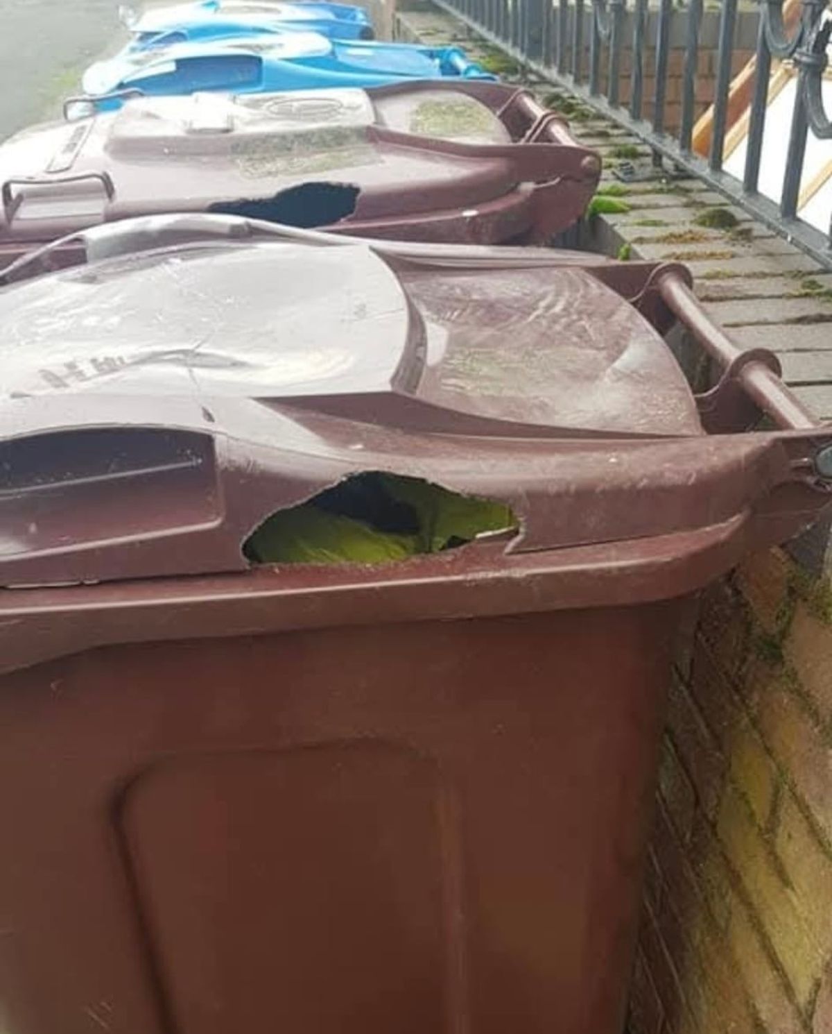 Holes chewed through the bins in Page Moss.