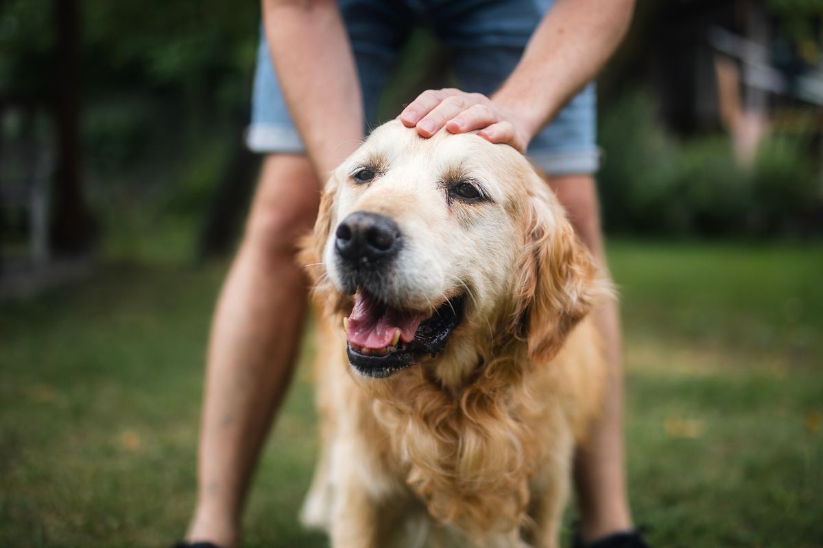 Man stroking his old dog. Contented golden retriever enjoying time on back yard with his pet owner.