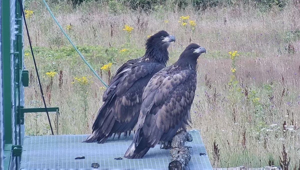 White-tailed Eagles prefer wetland habitats, such as estuaries and coastlines, but they can also be sighted in quiet areas away from water, particularly when they are young