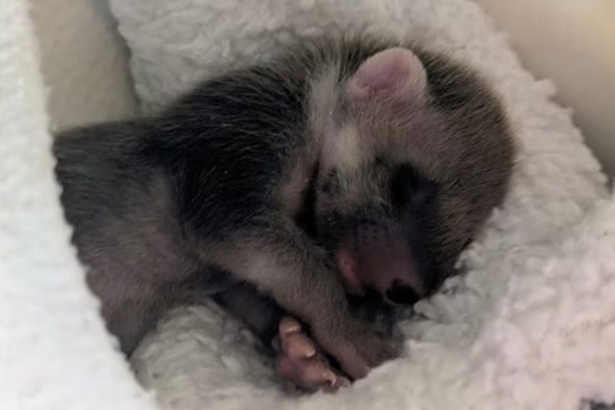 Pine marten