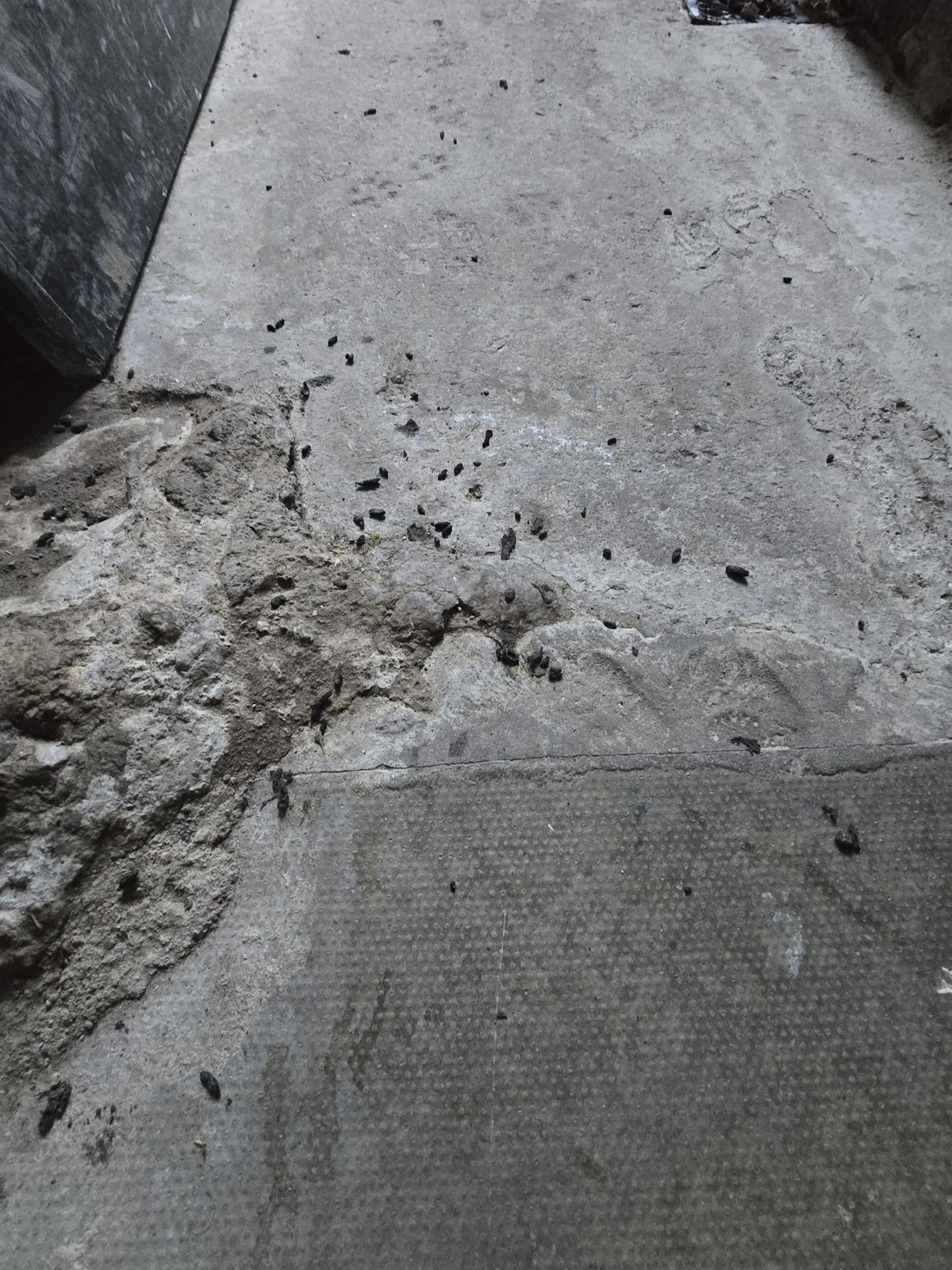 Rat droppings outside a property in Page Moss.