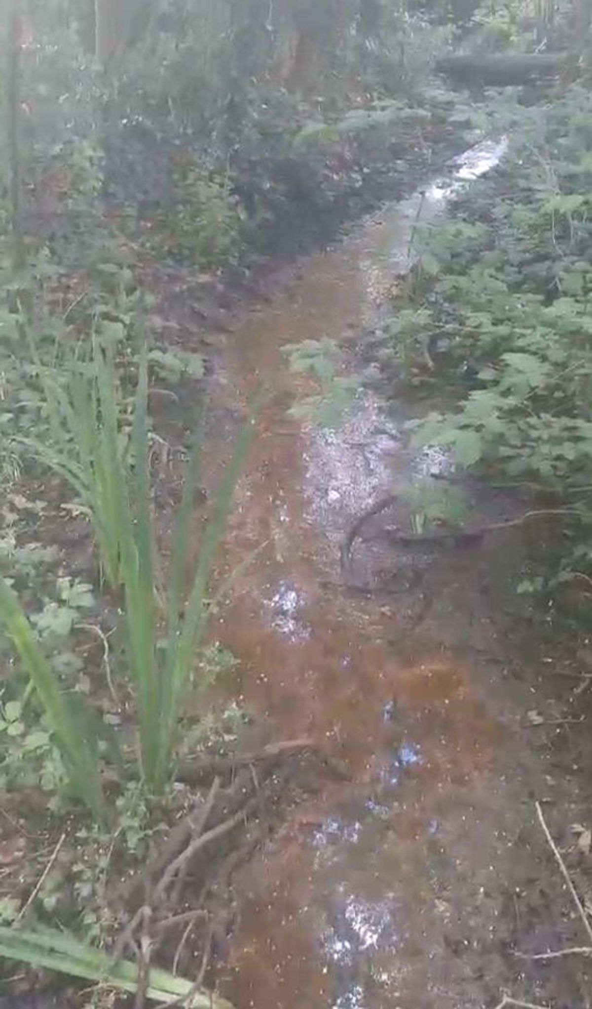 Stream in Nonsuch