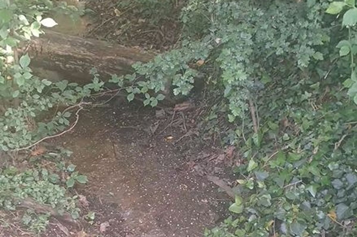 STream where Alex reports sewage