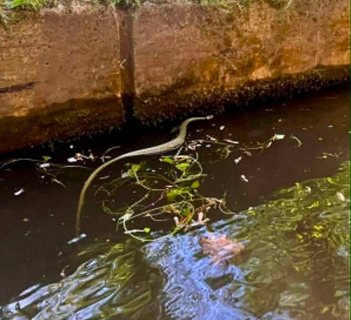 An aquatic serpent-like creature is partially submerged in murky water, near the edge of a stone wall, with debris and vegetation scattered around.