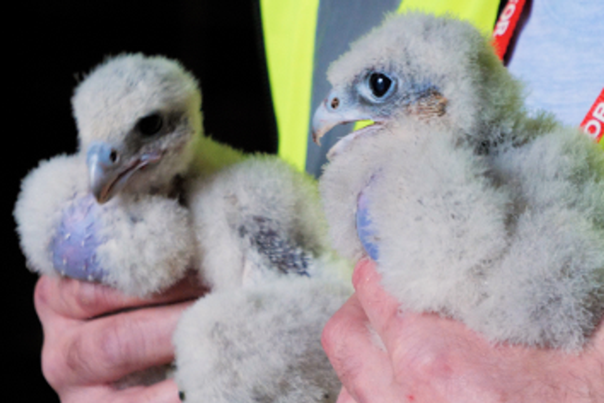 Residents have been invited to name pair