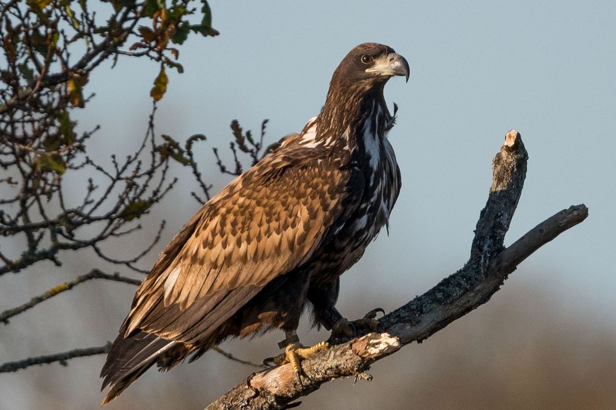 White-tailed Eagles favour fish, but take a variety of other prey including birds, such as corvids, small mammals and carrion.