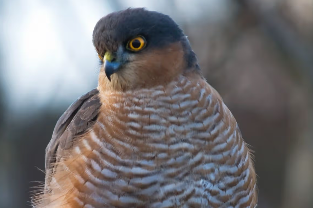 A sparrowhawk