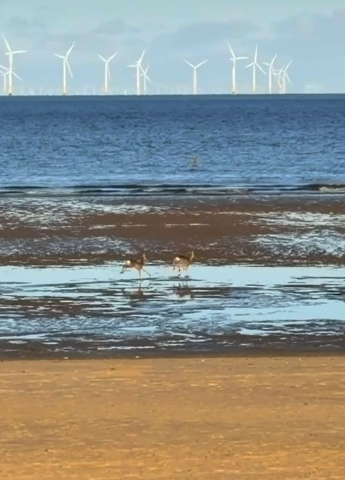 The deer on Crosby beach earlier this month